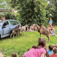 Kozy v družině? Ano! A rovnou tři.